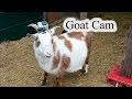 I put a GoPro on a Goat - Life as a Goat - Goat Cam