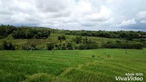 Rice fields sawah east java