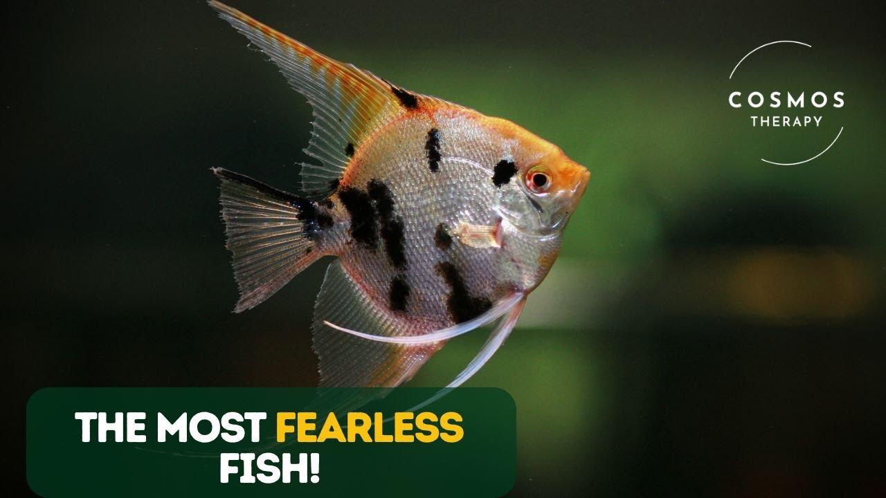 Why Triggerfish Are the Most Fearless Fish in the Ocean - YouTube