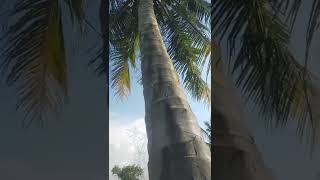Pohon kelapa penuh dengan paku