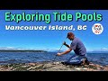 Exploring Super Low Tide on the Willow Point Reef - Campbell River, British Columbia, Canada