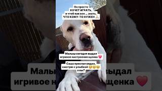 Саша прислал видео, смотрю с улыбкой☺☺☺  а вы?#Малыш #помощьбездомнымживотным