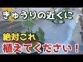 【きゅうり】の近くに植えるだけでメリットいっぱいの〇〇を紹介します。ウリハムシ対策【無農薬】