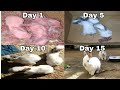 #rabbitlovers #rabbits | Day 1to Day 15 | changes in baby rabbits from birth to day 15 | R.S Vlogs