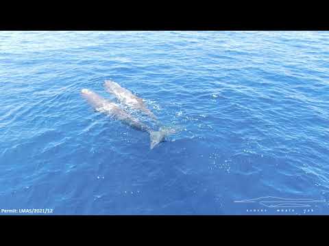 Sperm whales mating