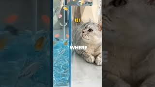 This cat got her own custom underwater palace!...😸⛲