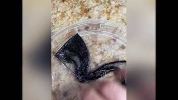 How to remove gorilla glue from hair