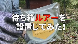 #13 有言実行 日本蜜蜂の100%自然入居を目指す！ ニホンミツバチ必須アイテム（待ち箱ルアー）を設置してみた。