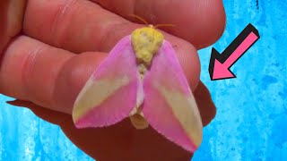 Cutest Moth: Pink Fluffy Rosy Maple Moth (Dryocampa rubicunda)
