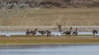 Белолобые гуси. Апрельские зарисовки