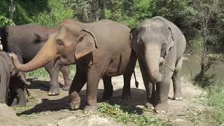 The Elephant’s Rope | motivational story | learn English through listening story Update