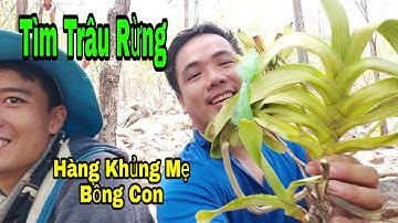 Hành Trình Tìm Lan Ngọc Điểm (Trâu Rừng) BÌNH Thuận / Vào RỪNG (Phần 2)