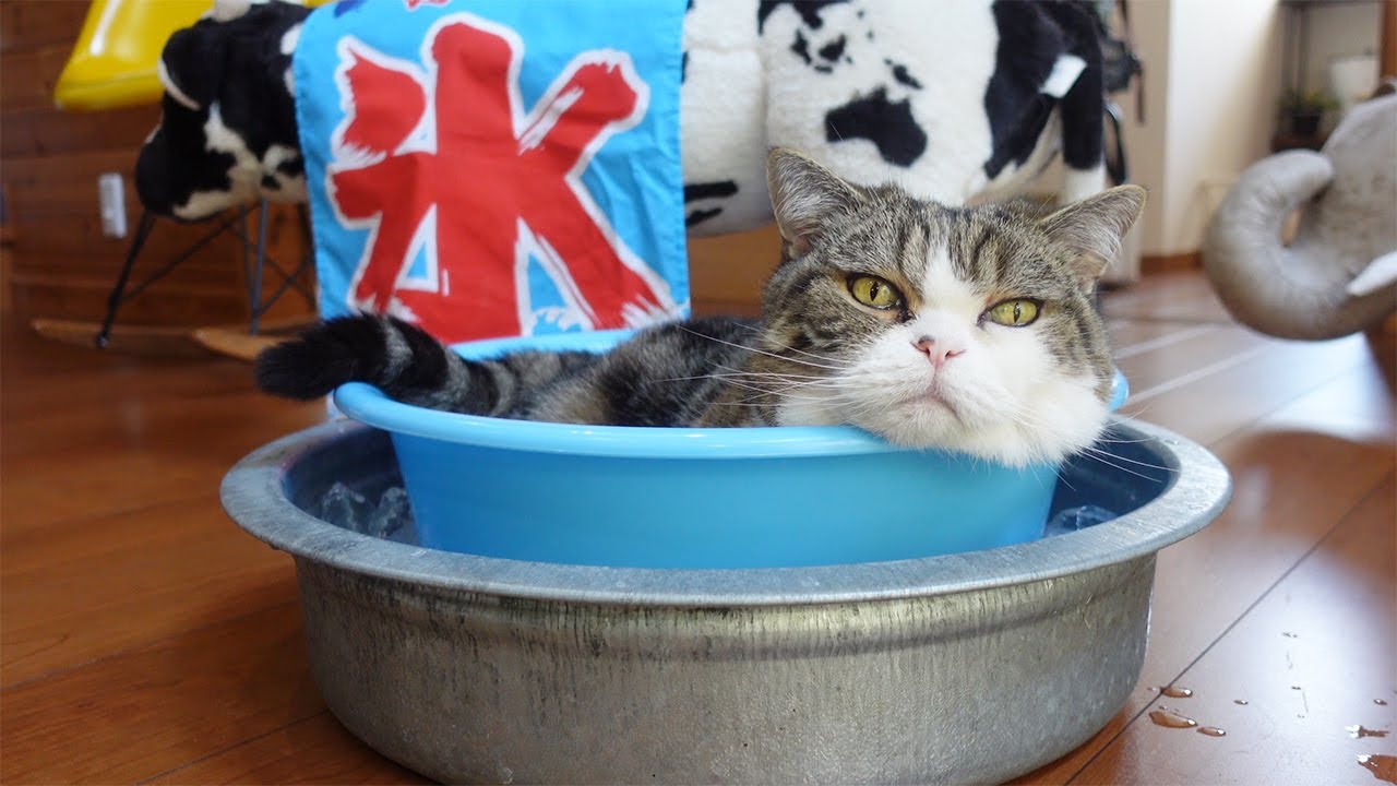 ネコ  美味しいって幸せ！台湾ちまき18個 送料込み 冷やしねこ、はじめました。-Started cooling Maru.- - YouTube