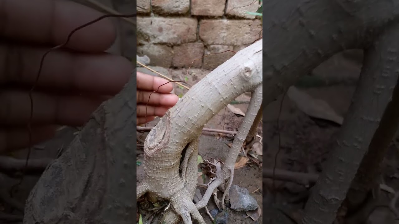 amazing new growth is coming on slanting style ficus microcarpa bonsai