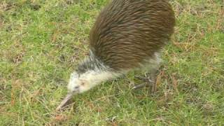 best kiwi bird video ever