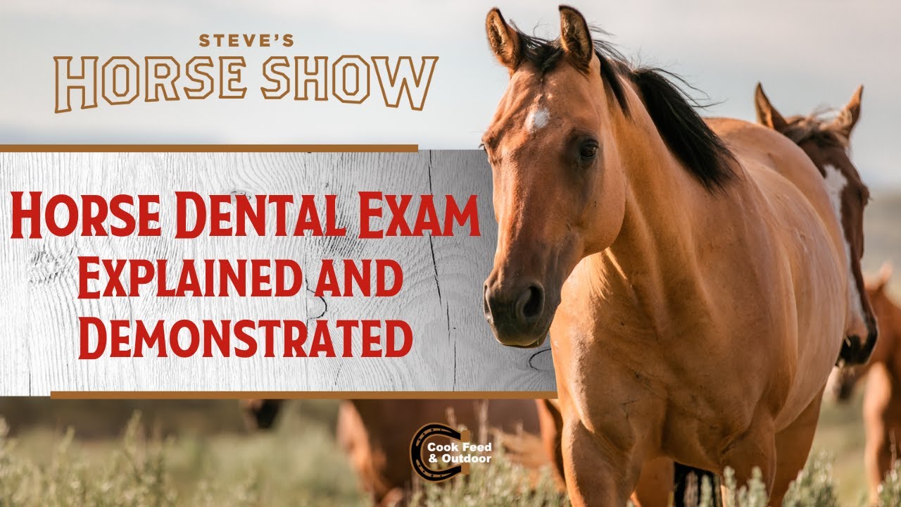 Horse Dental Exam Explained and Demonstrated
