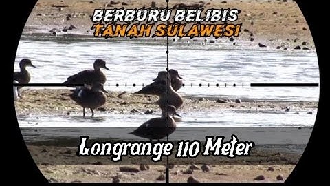 Berburu belibis batu langsung di kandangnya AUTO PANEN LongRange 110 Meter | Tanah Sulawesi Tenggara