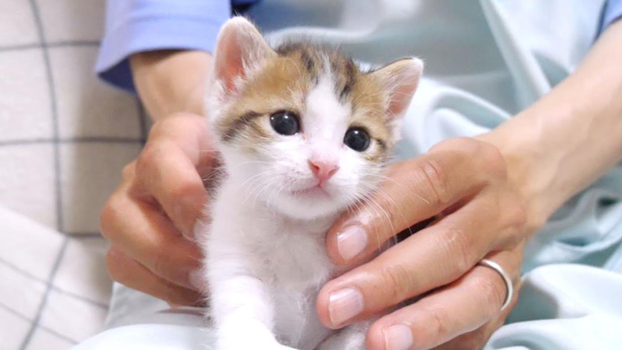 この後姉子猫にもみくちゃにされちゃいました【赤ちゃん猫　保護猫】