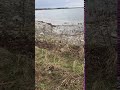 ALFÅGEL - Lunda, Arkösunds skärgård 180428