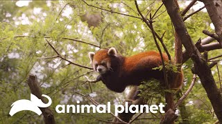 Preparativos para o nascimento de um panda-vermelho | O Zoológico | Animal Planet Brasil