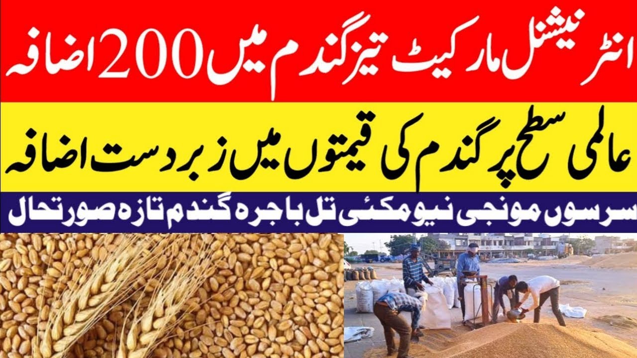 gandam rate today | wheat price today in punjab | 2024 گندم کا ریٹ ...