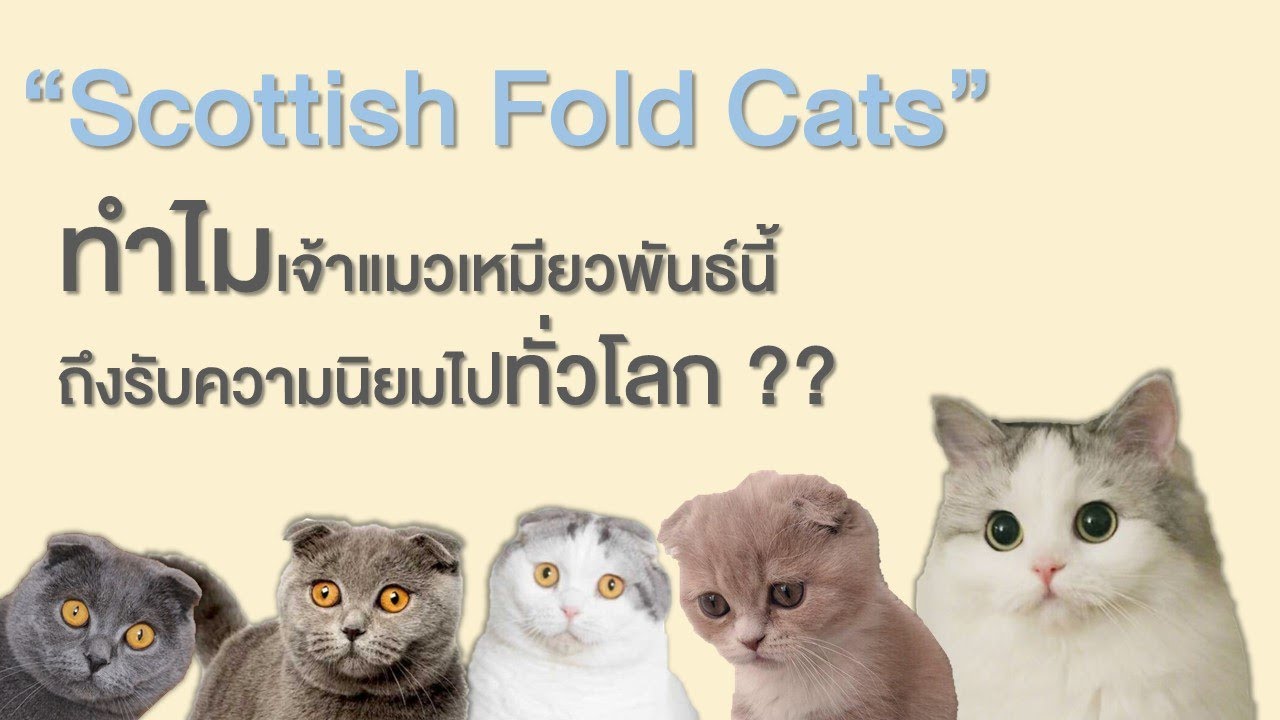 EP1 : “Scottish Fold Cats” ทำไมแมวพันธุ์นี้ถึงได้รับความนิยมทั่วโลก!!