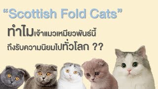 Why Scottish fold cats are popular ?