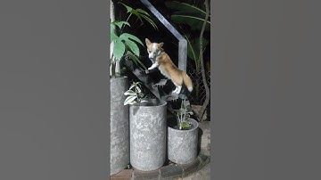 Không có cây đẹp thì ta ngắm chậu xi măng nhẹ - rất thích bộ 3 tối giản màu hiệu ứng bê tông này