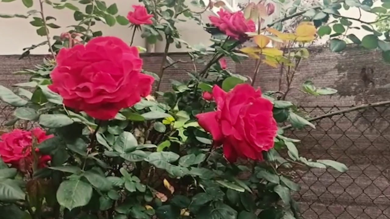 'Cobriu-me de flors': les roses de la Gisela Rial - YouTube