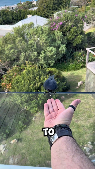 Letting go is how you show life you’re ready for more. This drongo bird knew. So does the open road.