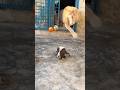 #lionnation #animals #largecats #funny #wildliferescue #tigerspotted #wildlife #lion #comedy 😱