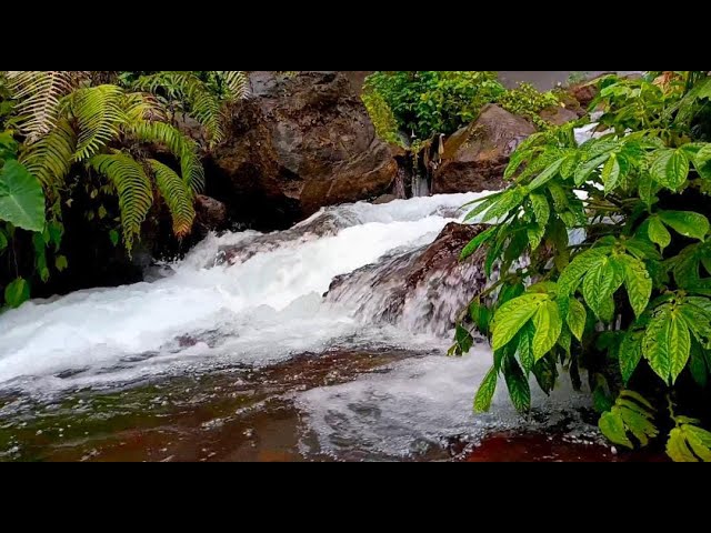 Forest River flowing in Early Morning 4k. Relaxing River Sounds