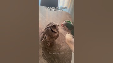 Thumbnail of Funny owls 🤣🤣 #music #piano #soundtrack #automobile #lyrics #owl #songlyrics #cute #animals #song