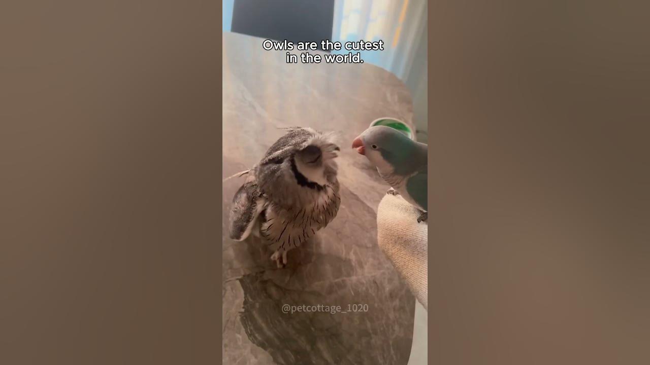 Funny owls 🤣🤣 #music #piano #soundtrack #automobile #lyrics #owl #songlyrics #cute #animals #song