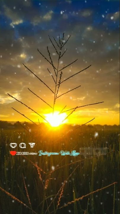 story wa embun di pagi buta