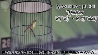 masteran pleci tembakan wocit wocit panjang