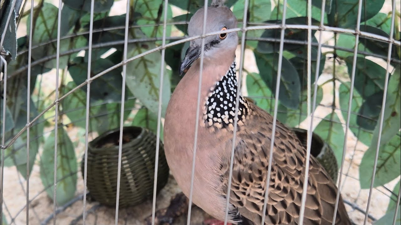 Mồi Cây [ 01 ] Cổ Lãi Sát Bổi Bạn Nào Cần Liên Hệ 0334292710