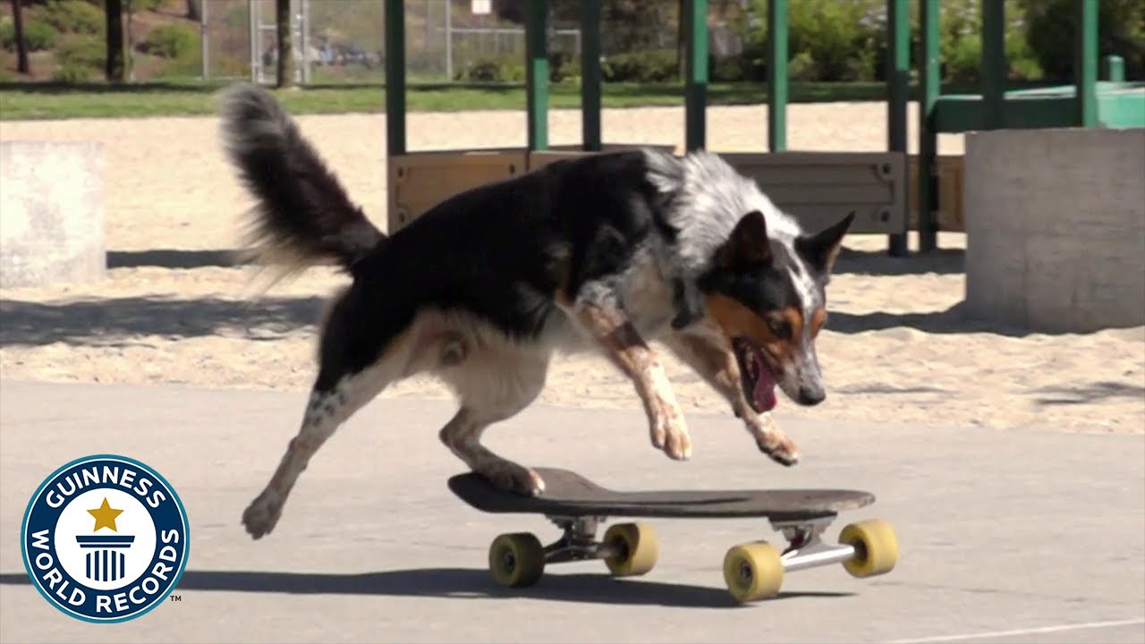 Fastest Skateboarding Dog