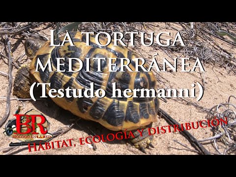 Video: Razorback Musk Turtle