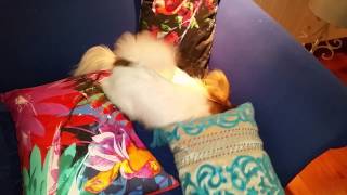 Pillow Fight Papillon Style with Whisper and Angel by Narelle Robinson 18 views 9 years ago 1 minute, 59 seconds