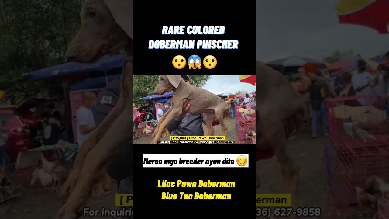 RARE COLORED DOBERMAN | BOCAUE PET MARKET UPDATE