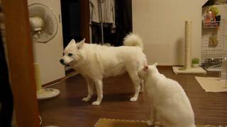 犬に文句を言う猫