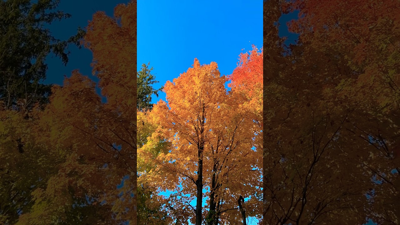 Autumn 🍂🍁#michaelortega