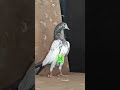 Anantnag pigeons #new #trending #video #reels #viral #amazing #vlogs #youtubeshorts #shorts #pigeon