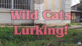 Wild Cat and Magpie 🐈🎥😻 by Exciting Cats 11 views 2 days ago 1 minute, 11 seconds