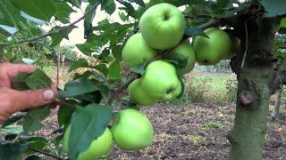 Яблоня СКИФСКОЕ ЗОЛОТО: сочетание высоких вкусовых качеств и устойчивости к болезням