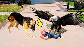 Eagle Suddenly Snatches Boy And Flies Away. Everyone Starts To Panic, But Then THIS Happens...