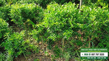 Bán lô cây nguyệt quế gốc to thoát thân TUYỆT ĐẸP