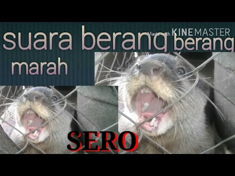 SUARA BERANG BERANG LINSANG COCOK BUAT PIKAT - YouTube