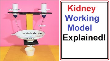kidney working model explained in english | urinary system |  howtofunda @craftpiller